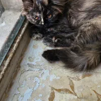 گربه پرشین اصیل ۴ ماهه