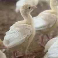 بوقلمون بیوتی|حیوانات مزرعه|ساوه, |دیوار