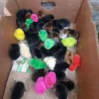 فروشی غاز اردک جوجه محلی و رنگی