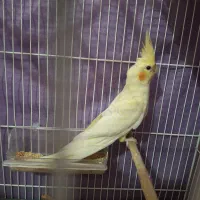 عروس هلندی نر