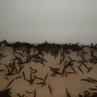 آموزش پرورش زالو|خدمات آموزشی|تبریز, |دیوار