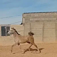 کره مادیون ۲ ساله