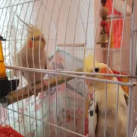 ی جفت عروس هلندی زیبا