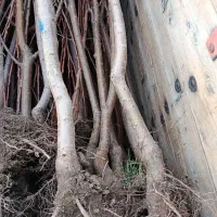 شرکت کرال نهال انواع نهال پیوندی بااصالت وصنوبر