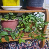 گل طبیعی|گل و گیاه طبیعی|بروجرد, |دیوار