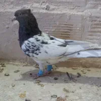 کله ماده|پرنده|اسفراین, |دیوار