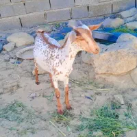 بز دوقلوزا|حیوانات مزرعه|چابهار, |دیوار