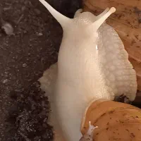 حلزون|خزنده|تهران, افسریه جنوبی|دیوار