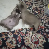 سگ پاگ