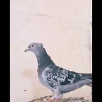 پلاکی کاکل گمشده