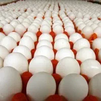 فروش تخم مرغ روز به قیمت عمده