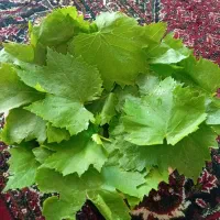 برگ مو انگور تازه