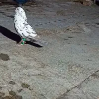 سلام دوستان این کفتر باخت دادم