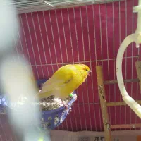 قناری ماده|پرنده|قوچان, |دیوار