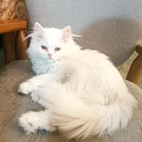 بچه گربه نر ۲ماهه