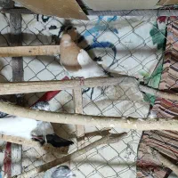 ۶ عدد کبوتر گشتی|پرنده|سنندج, |دیوار