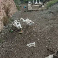 غاز قو|حیوانات مزرعه|بیله سوار, |دیوار