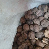 گردو چرب روستا