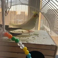 یه جفت عروس هلندی مولد|پرنده|تهران, جیحون|دیوار