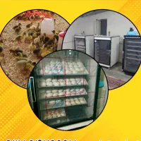 خدمات جوجه کشی حرفه ای