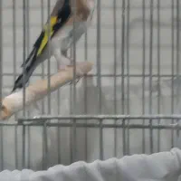 گلبسر و سهره|پرنده|تهران, جنتآباد مرکزی|دیوار