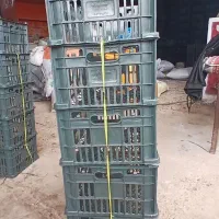 سبد و درب برای سیب دو رج صادراتی