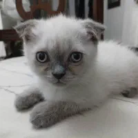 گربه اسکاتیش سفید چشم آبی|گربه|تهران, توحید|دیوار