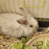 فروش خرگوش