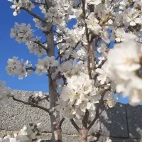 باغ ۷۰۰ متری گاوخانه