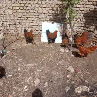 تخم مرغ برهما نطفه دار