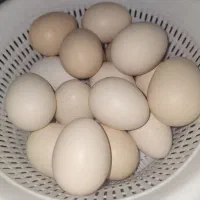 تخم مرغ محلی تازه