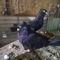 کبوتر ذاغ سیاه نرو ماده