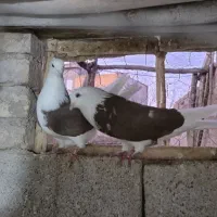 کفتر تیکه پاره