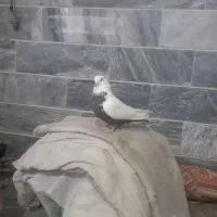 ماده دمی|پرنده|شیروان (لرستان), |دیوار