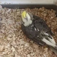 با سلام یک عدد عروس هلندی دیشب گم شده