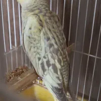 عروس هلندی جفت|پرنده|بیجار, |دیوار