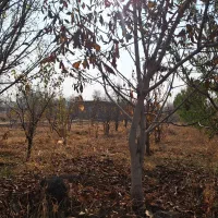 فروش فروی باغ