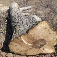 برش چوب درخت وخرید چوب درمحل|خدمات پیشه و مهارت|ارومیه, |دیوار