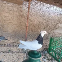 طوقی ماده|پرنده|سیروان, |دیوار