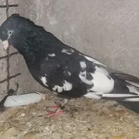 کفتر.کبوتر.کله سیاه.ساده