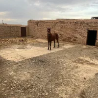 اسب مادیان