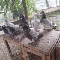 ۷تاجوجه هیچ پر بوم ندیده