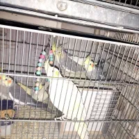 عروس هلندی|پرنده|شهریار, کهنز|دیوار