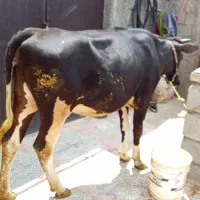گوساله
