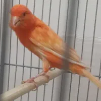 قناری قرمز نر مست مست ،،ماده آماده آماده