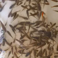 ماهی مشکی طلایی