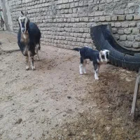 بز بزغاله دار