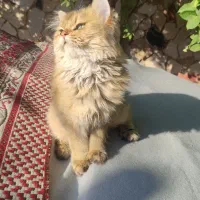 گربه بیریتیش لانگ هیر|گربه|قم, شهرک قدس|دیوار