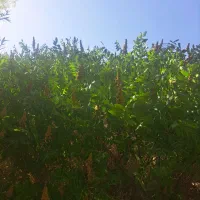 فروش  سماق
