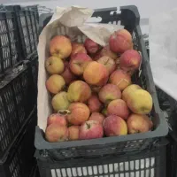 سرکه سیب اصل